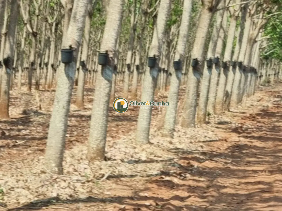 fazenda em Zona Rural - Foto 2