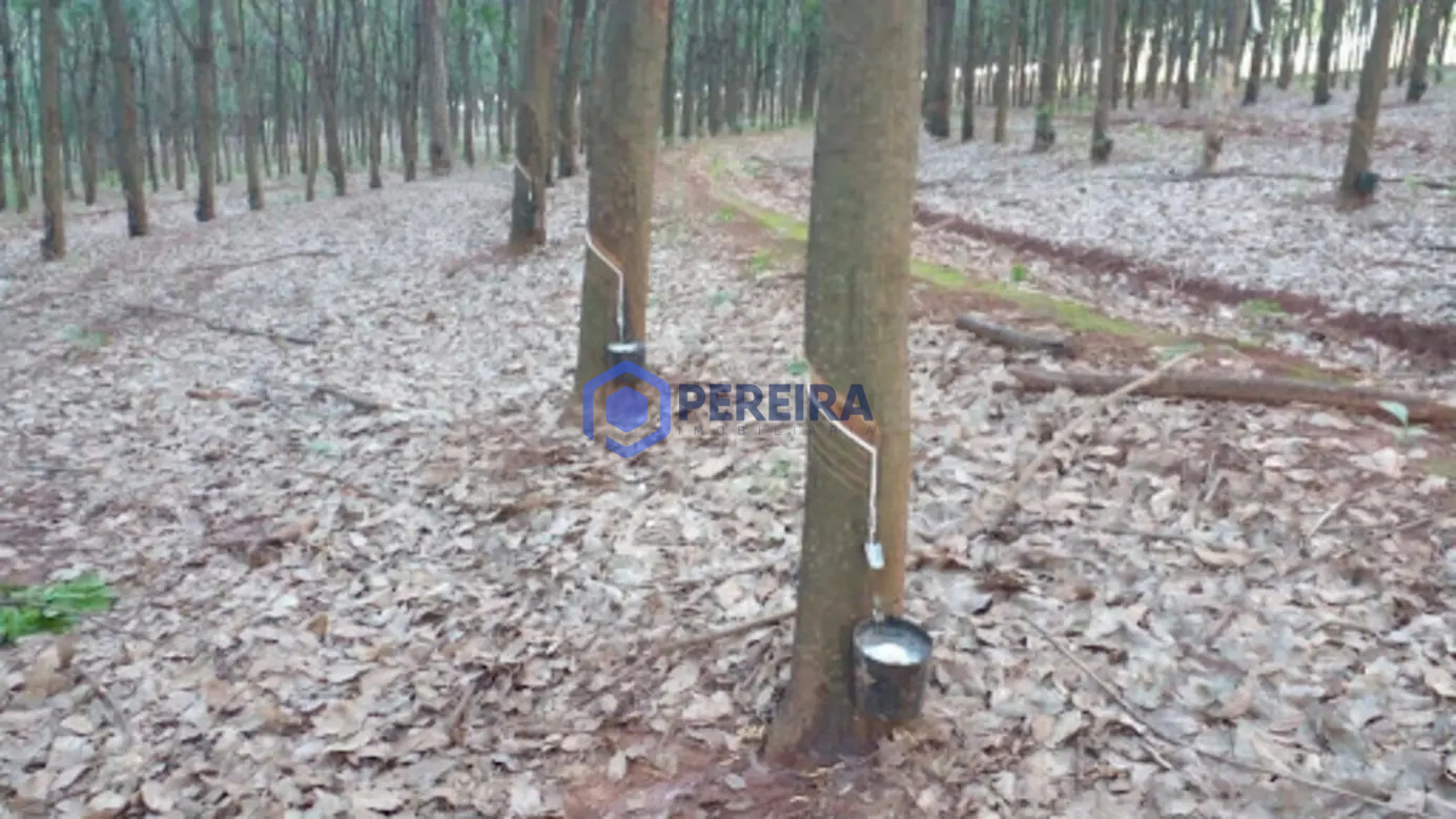 Sítio à venda,8,5 alqueire com seringueira produzindo- Nhandeara/SP - Foto principal