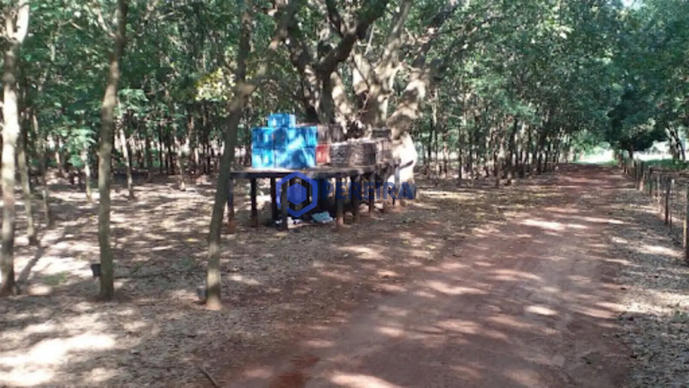 Sítio à venda,8,5 alqueire com seringueira produzindo- Nhandeara/SP - Foto 4