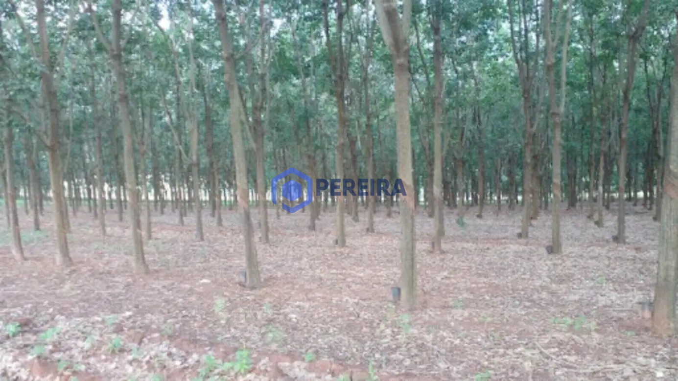 Sítio à venda,8,5 alqueire com seringueira produzindo- Nhandeara/SP - Foto 5