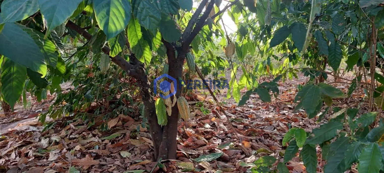 Chácara com 2 dormitórios à venda, 30000 m² por R$ 800.000 - Votuporanga/SP - Foto 3
