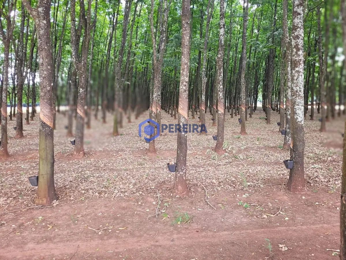 Chácara à venda, 30.500 m² por R$ 370.000 - Rod. Euclides da Cunha Votuporanga/SP - Foto 5